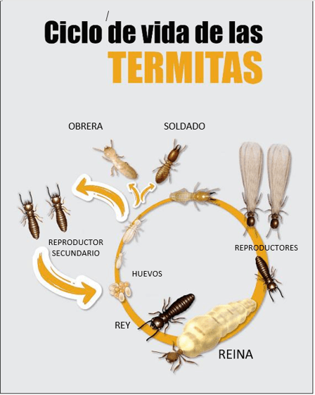 Im genes De Termitas Aladas Con La Llegada De La Primavera Las Im genes De Termitas Aladas Con La Llegada De La Primavera Las